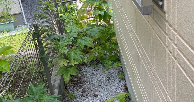 草取り前の建物脇。砂利の間から草が伸びている状態